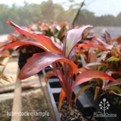 Cordyline Fruticosa Rubra -Cheap The Aussie Garden Store cordyline rubra tubestock