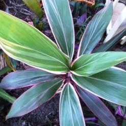 Cordyline Fruticosa Pink Diamond -Cheap The Aussie Garden Store cordyline pink diamond 1