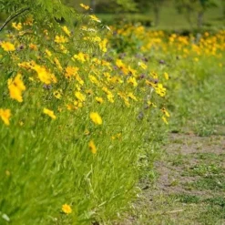Coreopsis - Seed -Cheap The Aussie Garden Store coreopsis border