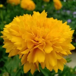 Coreopsis - Seed -Cheap The Aussie Garden Store coreopsis grandiflora