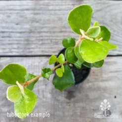 Correa Alba -Cheap The Aussie Garden Store correa alba leaf 1