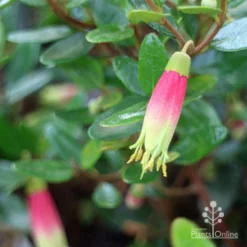 Correa Dinner Bells -Cheap The Aussie Garden Store correa dinner bells and foliage