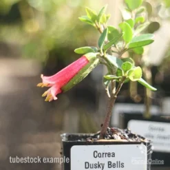 Correa Dusky Bells -Cheap The Aussie Garden Store correa dusky bells tubestock in flower
