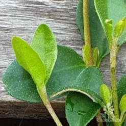 Correa Nummulariifolia - Roundleaf Correa -Cheap The Aussie Garden Store correa nummularifolia closeup