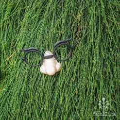 Casuarina Cousin It -Cheap The Aussie Garden Store cousin it 4 fake nose