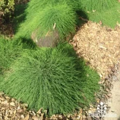 Casuarina Cousin It -Cheap The Aussie Garden Store cousin it front office 1