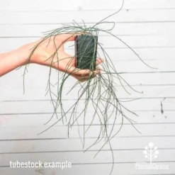 Casuarina Cousin It -Cheap The Aussie Garden Store cousin it tube af