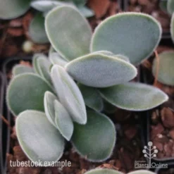 Crassula Dubia - Succulent -Cheap The Aussie Garden Store crassula dubia tube 1
