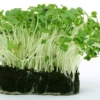 Cress - Seed