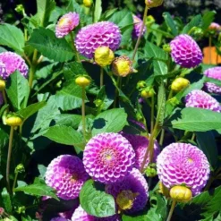 Dahlia Pompon Mix - Seed 5 Dahlia Pompon Mix - Seed -Cheap The Aussie Garden Store dahlia pink pompom