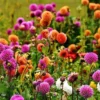 Dahlia Pompon Mix - Seed