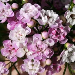 Chamelaucium Dancing Queen - Waxflower -Cheap The Aussie Garden Store dancing queen