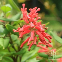 Grevillea Deua Flame 24 Grevillea Deua Flame -Cheap The Aussie Garden Store deua flame closeup