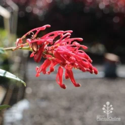 Grevillea Deua Flame 21 Grevillea Deua Flame -Cheap The Aussie Garden Store deua flame flower closeup