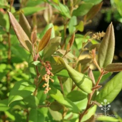 Grevillea Deua Flame 31 Grevillea Deua Flame -Cheap The Aussie Garden Store deua flame foliage