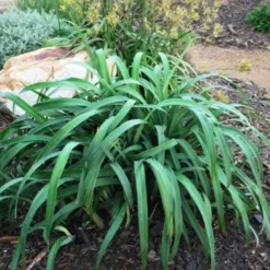 Dianella Cherry Red -Cheap The Aussie Garden Store dianella cherry red 500