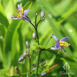 Dianella Little Jess -Cheap The Aussie Garden Store dianella little jess flower closeup