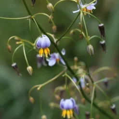 Dianella Cherry Red -Cheap The Aussie Garden Store dianella tasmanica flowers