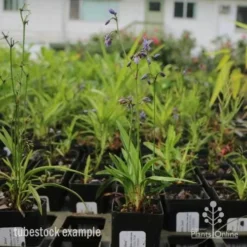 Dianella Little Jess -Cheap The Aussie Garden Store dianella little jess 1 1