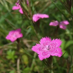 Dianthus - Maiden Pink - Seed -Cheap The Aussie Garden Store dianthus maiden 2