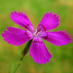 Dianthus - Maiden Pink - Seed -Cheap The Aussie Garden Store dianthus maiden 3