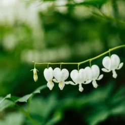 Dicentra Alba - Bleeding Heart - 75mm BIGGER Size -Cheap The Aussie Garden Store dicentra alba stem