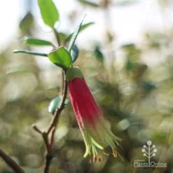 Correa Dinner Bells -Cheap The Aussie Garden Store dinner bells flower close