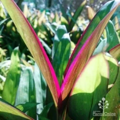 Cordyline Fruticosa Purple Prince -Cheap The Aussie Garden Store dsc 6544 2