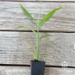 Zingiber - Edible Ginger 13 Zingiber - Edible Ginger -Cheap The Aussie Garden Store edible ginger