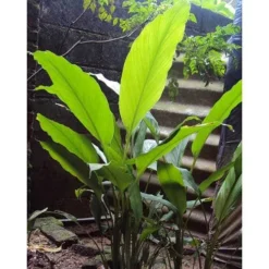 Zingiber - Edible Ginger 14 Zingiber - Edible Ginger -Cheap The Aussie Garden Store edible ginger full