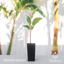 Elaeocarpus Prima Donna - Blueberry Ash -Cheap The Aussie Garden Store elaeocarpus prima donna tube