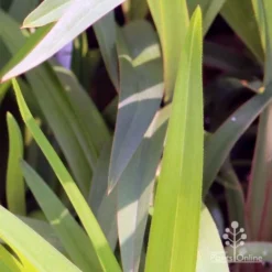 Dianella Cherry Red -Cheap The Aussie Garden Store em fountain v cherry red img 6989