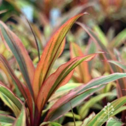 Cordyline Fruticosa Early Morning Diamond -Cheap The Aussie Garden Store emd plant