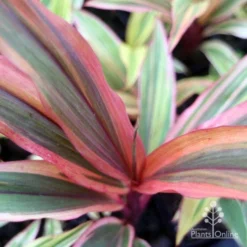 Cordyline Fruticosa Early Morning Diamond -Cheap The Aussie Garden Store emd top view