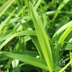 Dianella Emerald Fountain -Cheap The Aussie Garden Store emerald fountain leaf