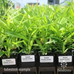 Dianella Emerald Fountain -Cheap The Aussie Garden Store emerald fountain tubestock standard