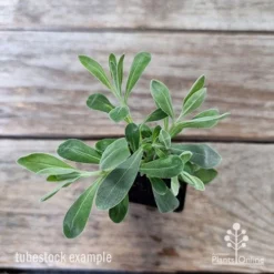 Eremophila Blue Horizon - Emu Bush -Cheap The Aussie Garden Store eremophila blue horizon 1