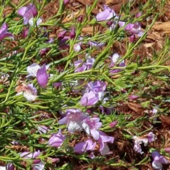 Eremophila Summertime Blue - Emu Bush 11 Eremophila Summertime Blue - Emu Bush -Cheap The Aussie Garden Store eremophila summertime blue flickr cultivar413 crop