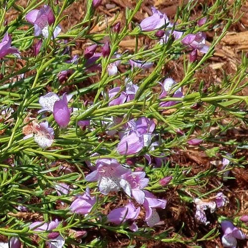 Eremophila Summertime Blue - Emu Bush 4 Eremophila Summertime Blue - Emu Bush - Image 4