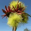 Eucalyptus Summer Scentsation - Flowering Gum