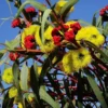 Australian Wildflower Illyarrie Redcap Gum - Seed