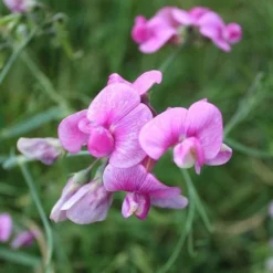 Sweet Pea Everlasting Mix - Seed -Cheap The Aussie Garden Store everlasting pea pink closeup