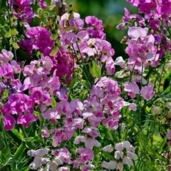 Sweet Pea Everlasting Mix - Seed -Cheap The Aussie Garden Store everlasting peas in sun