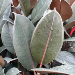 Ficus Elastica Burgundy - Rubber Plant -Cheap The Aussie Garden Store ficus burgundy leaves