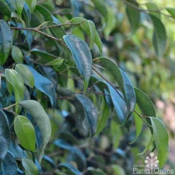 Ficus Benjamina Midnight Beauty - Weeping Fig -Cheap The Aussie Garden Store ficus midnight beauty foliage