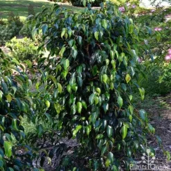 Ficus Benjamina Midnight Beauty - Weeping Fig -Cheap The Aussie Garden Store ficus midnight beauty tall