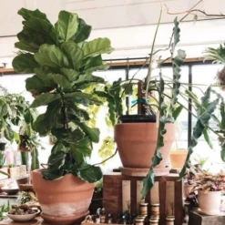 Ficus Lyrata - Fiddle Leaf Fig 14 Ficus Lyrata - Fiddle Leaf Fig -Cheap The Aussie Garden Store ficus lyrata in terracotta