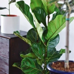 Ficus Lyrata - Fiddle Leaf Fig 11 Ficus Lyrata - Fiddle Leaf Fig -Cheap The Aussie Garden Store ficus lyrata leaf 500 1
