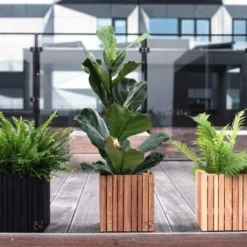 Ficus Lyrata - Fiddle Leaf Fig 13 Ficus Lyrata - Fiddle Leaf Fig -Cheap The Aussie Garden Store ficus lyrata wooden planter 500 1