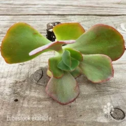 Echeveria Fire And Ice - Succulent -Cheap The Aussie Garden Store fire and ice leaves 500 1